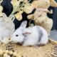 Holland lop x mini plush lop bunnies