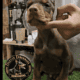 Doberman Puppies