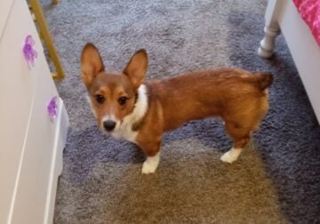 Corgi