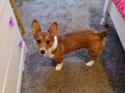Corgi