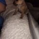 Pomchis puppy’s