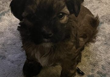 Cute as a Button – Crested Powderpuff
