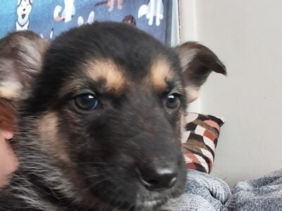 German shepard puppies