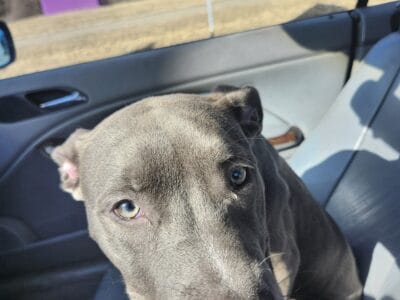 Free puppies