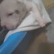 Full blooded pitbull puppies