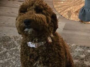 Mini Golden doodle