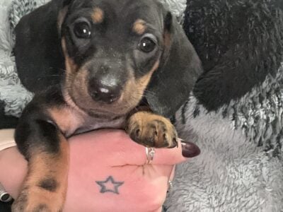 Dachshund pups Black and Tan stunning