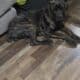 1 year old brindle AKC cane corso for sale