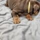 English Bulldog Chocolate AKC