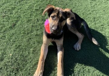 Cute puppy for adoption