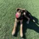 Cute puppy for adoption