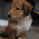 Meet CHAI Rough Collie Puppy 8 weeks