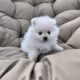 Pomeranians puppys