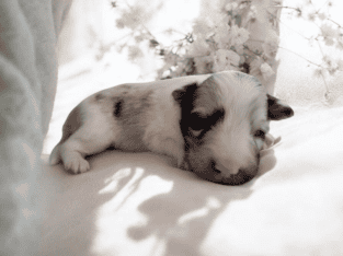 Sheltie puppies