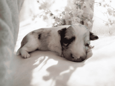 Sheltie puppies