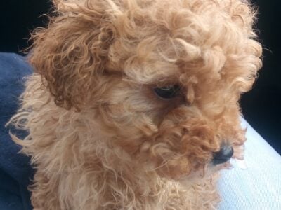 Apricot toy poodle pups