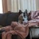 Poppy/ Blue heeler and German Shepherd mix