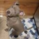 Female Pitbull 5 months old