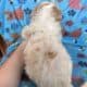 Cavapoo Puppy Available