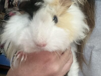 2 Guinea pigs for sale- male