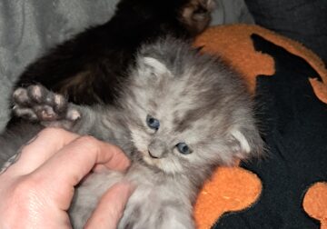 Silver Blue Maine Coon Kitten