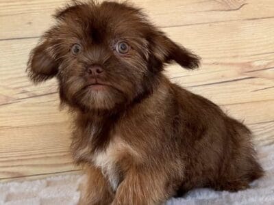 Andy- Shorkie (ICA registered)