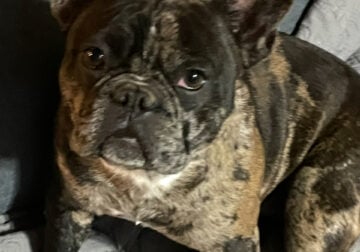 French Bulldog 1 yr old
