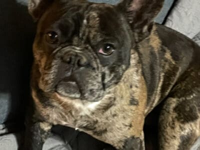 French Bulldog 1 yr old