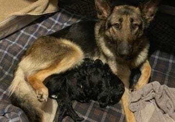Puppies – Bernese Mountain Dog / German Shepherd