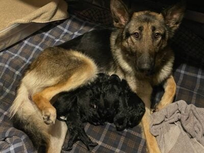 Puppies – Bernese Mountain Dog / German Shepherd