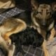 Puppies – Bernese Mountain Dog / German Shepherd