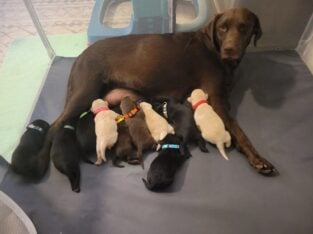 Labrador retriever pups