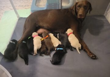 Labrador retriever pups