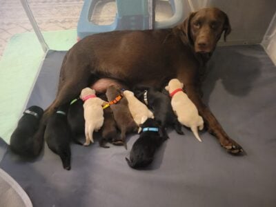 Labrador retriever pups