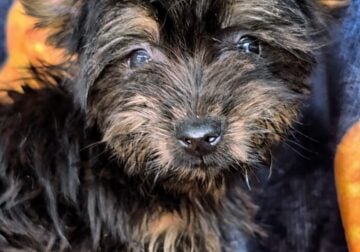 Yorkshire teacup Boy Red