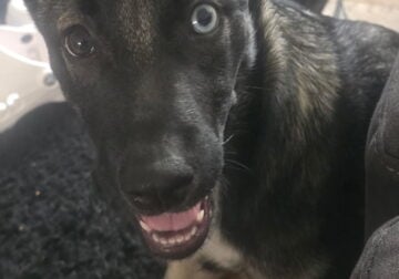 Mixed Husky German Shepard