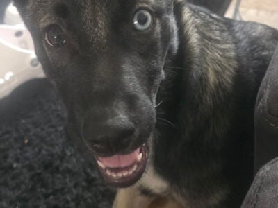 Mixed Husky German Shepard