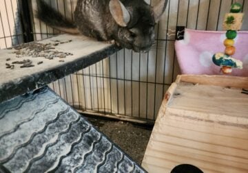 CHINCHILLA/Ferret/Bird cages and more
