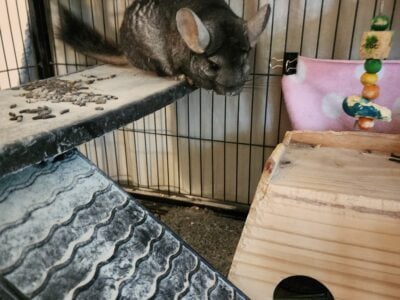 CHINCHILLA/Ferret/Bird cages and more