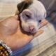Pitbull/Mini Dashound puppies