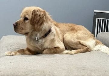 Golden retriever