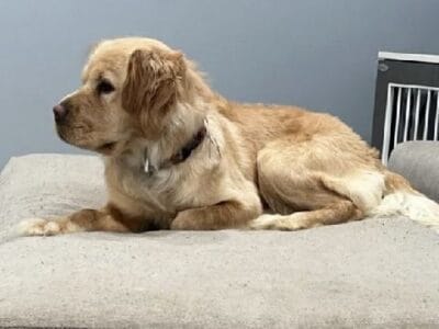 Golden retriever