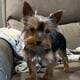 CKC Teacup Yorkie puppies