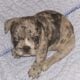 Puppy for sale