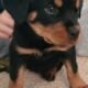 Akc purebred rottweiler puppies