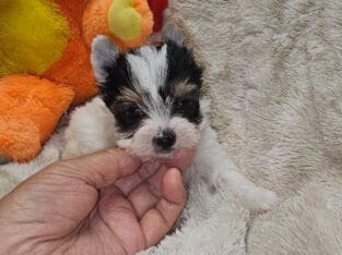 CKC Reg. Biewer Terrier Puppies available