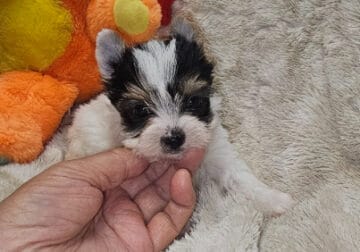 CKC Reg. Biewer Terrier Puppies available