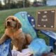 AKC Golden Retriever Puppies