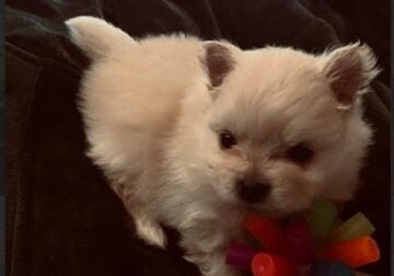 Sweet Cream Pomeranian Puppies
