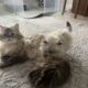 Persian kittens